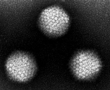 Adenoviruses E